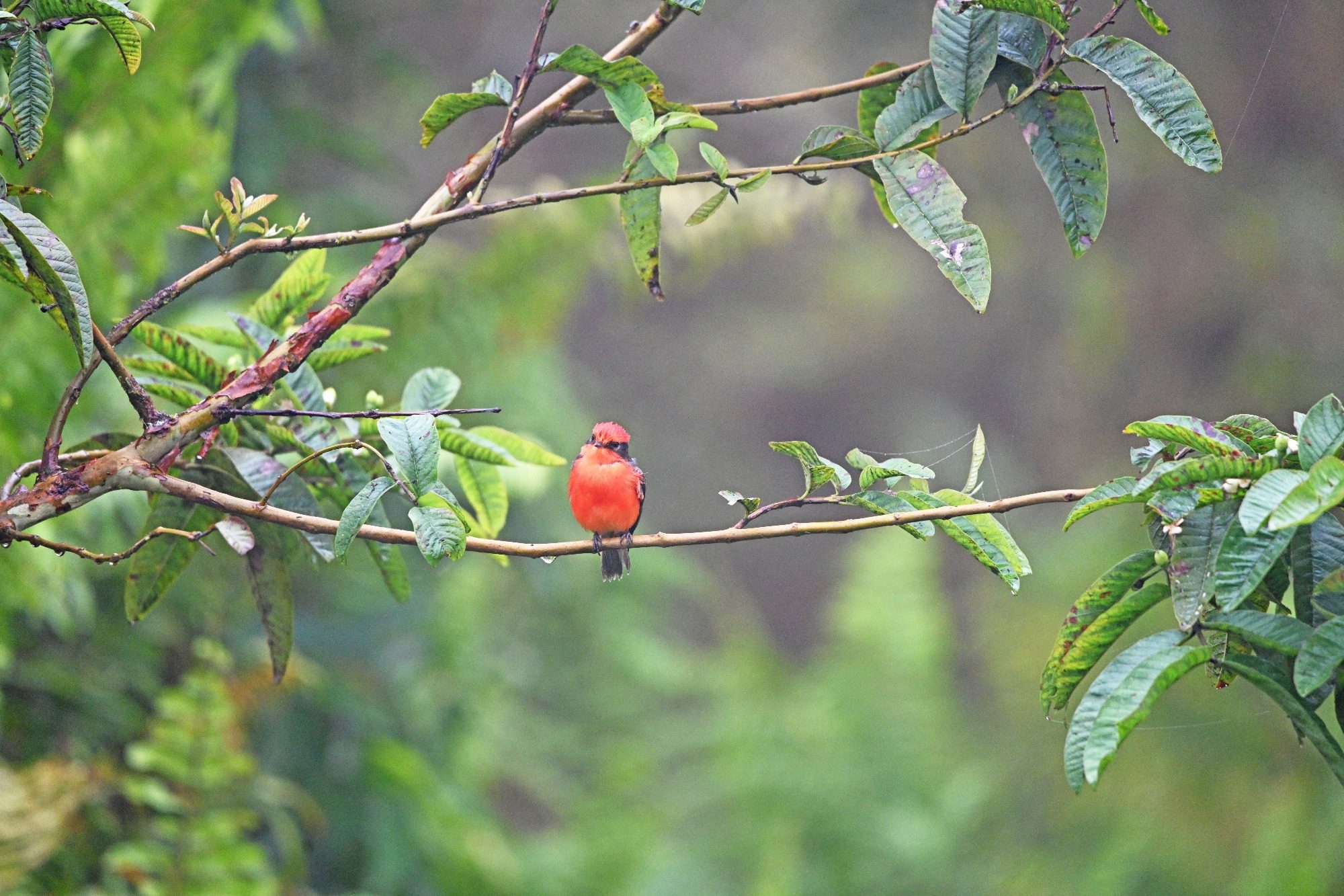 Nov 23, Galapagos Islands : Vermillion Flycatcher,