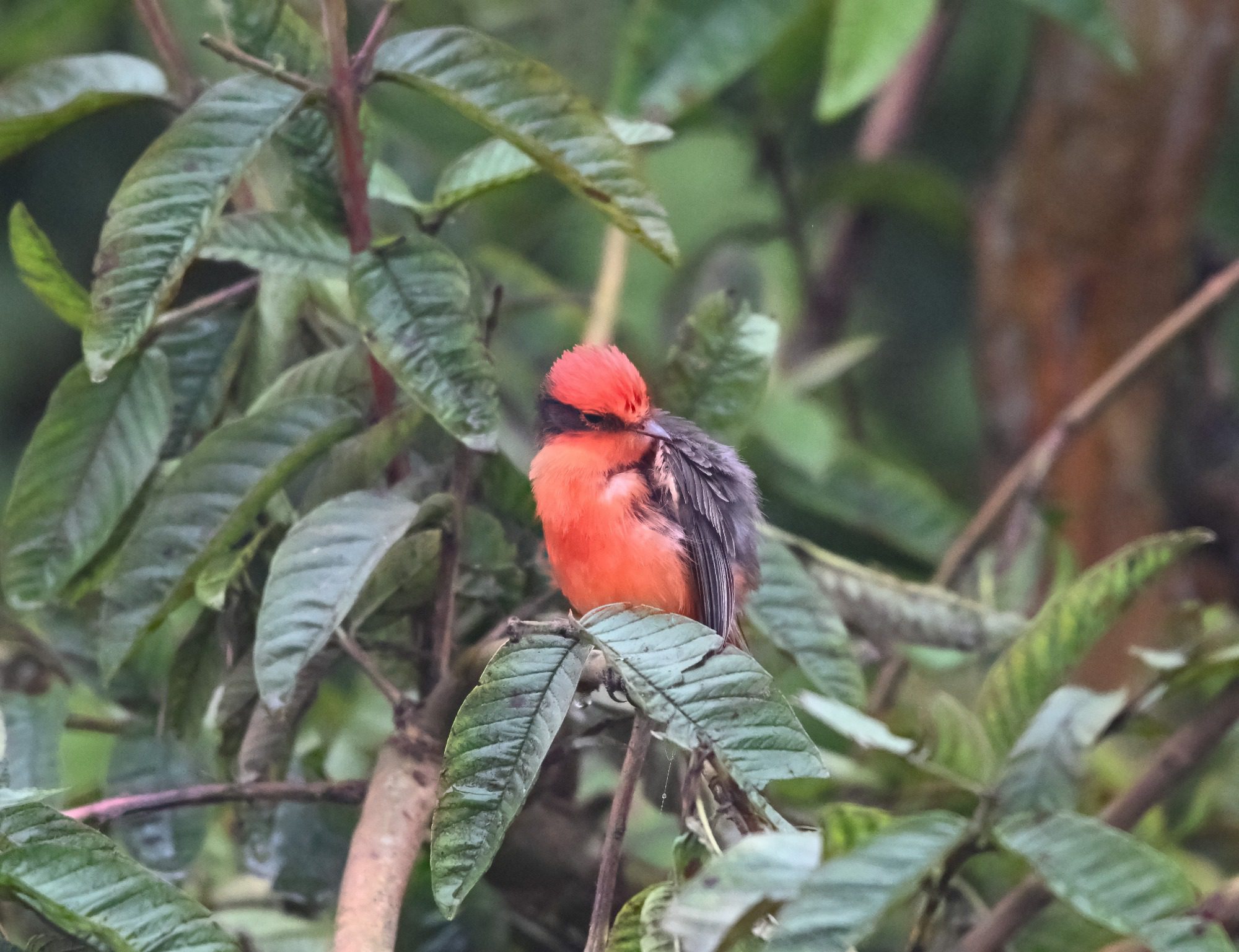 Nov 23, Galapagos Islands : Vermillion Flycatcher,