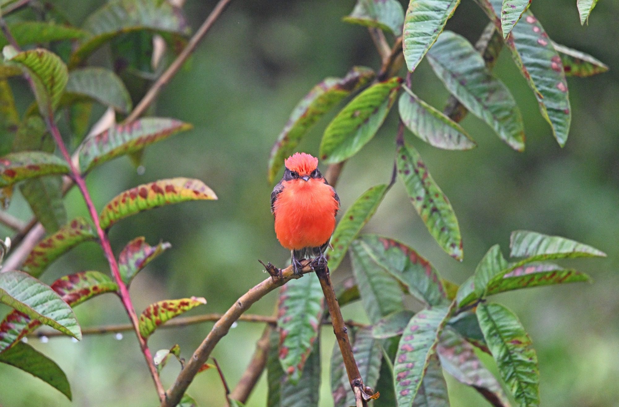 Nov 23, Galapagos Islands : Vermillion Flycatcher,