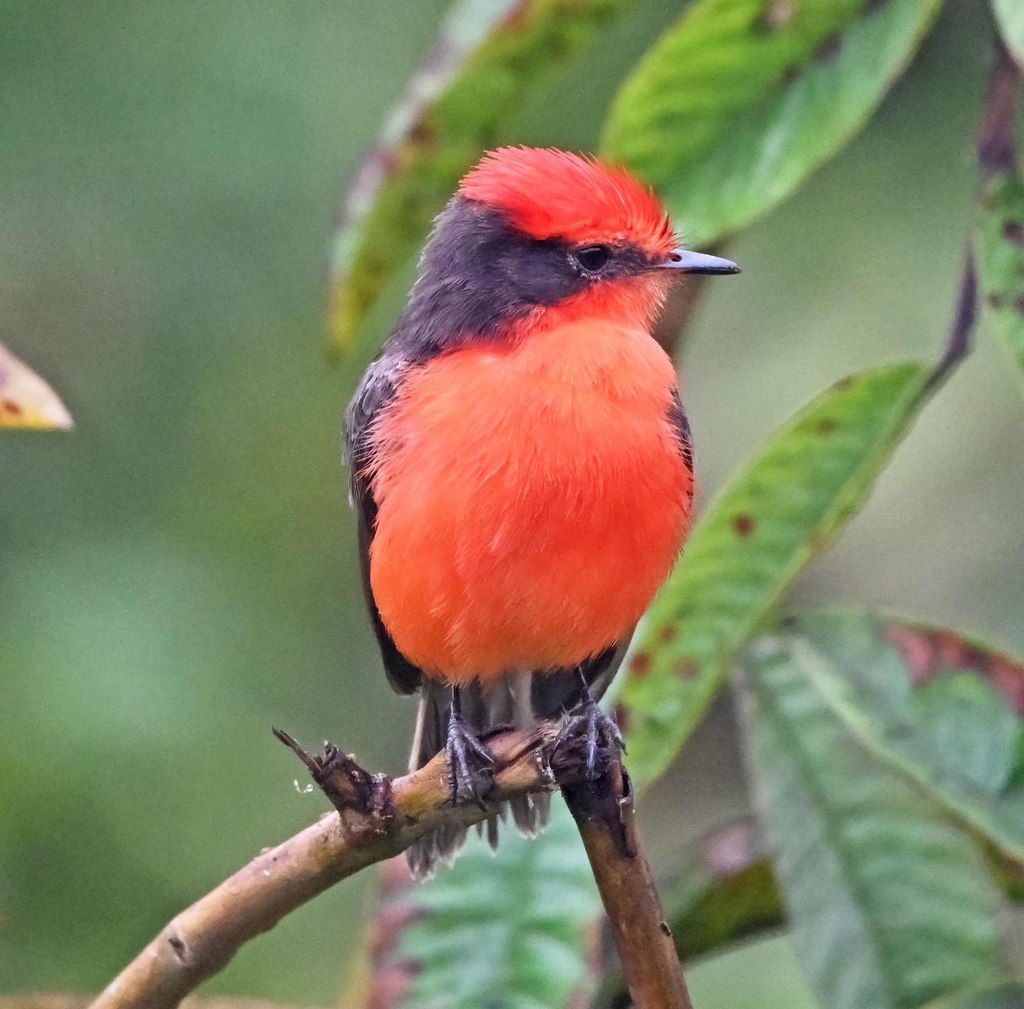 Nov 23, Galapagos Islands : Vermillion Flycatcher,