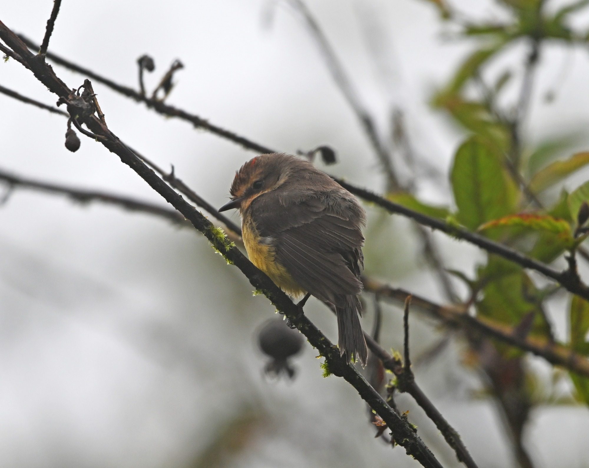 Nov 23, Galapagos Islands : Vermillion Flycatcher,