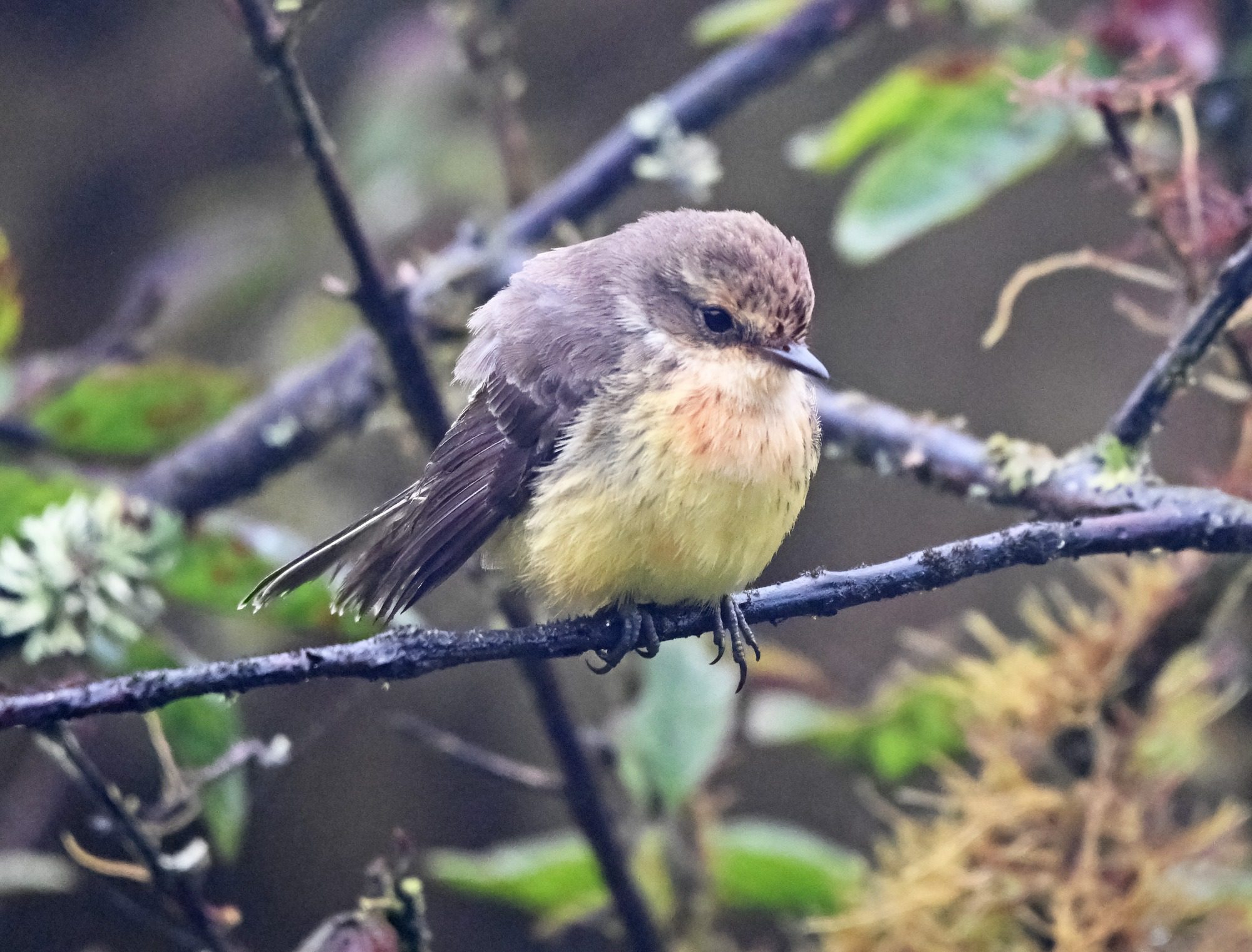 Nov 23, Galapagos Islands : Vermillion Flycatcher,