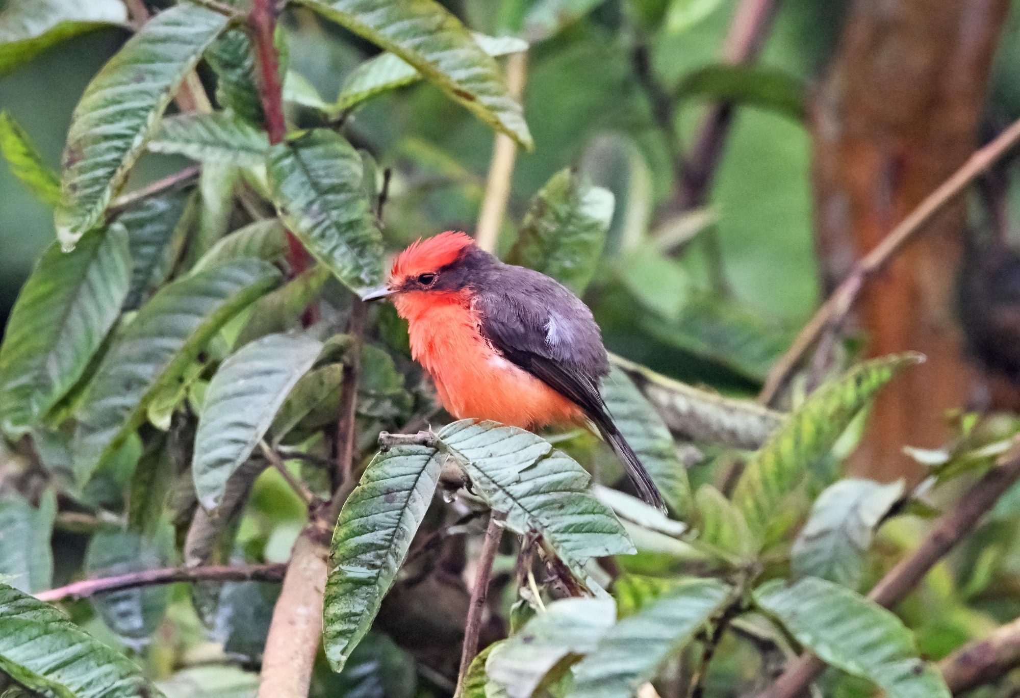 Nov 23, Galapagos Islands : Vermillion Flycatcher,