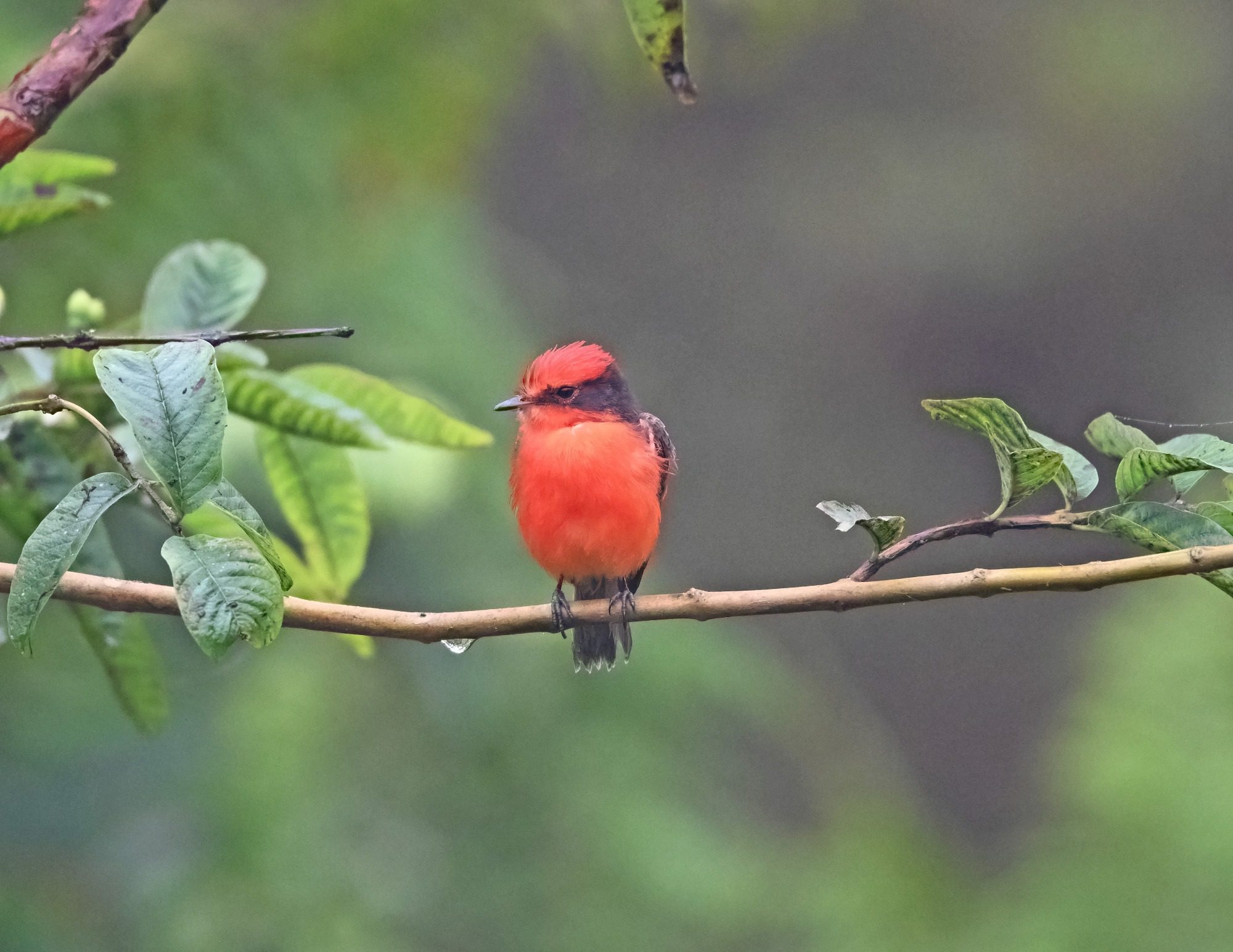 Nov 23, Galapagos Islands : Vermillion Flycatcher,