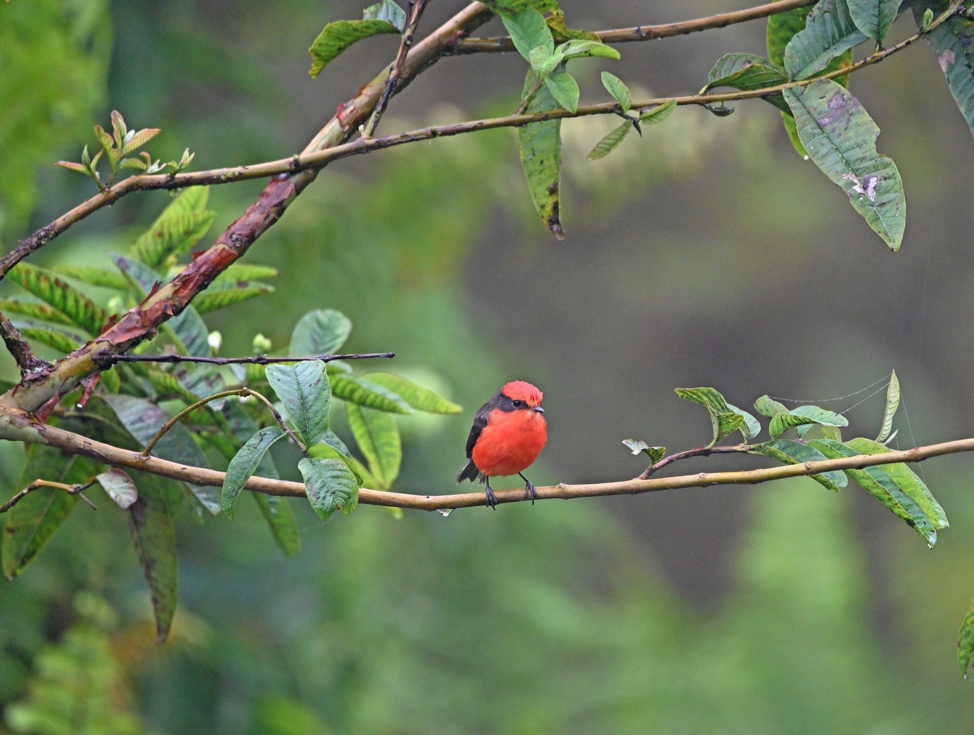 Nov 23, Galapagos Islands : Vermillion Flycatcher,