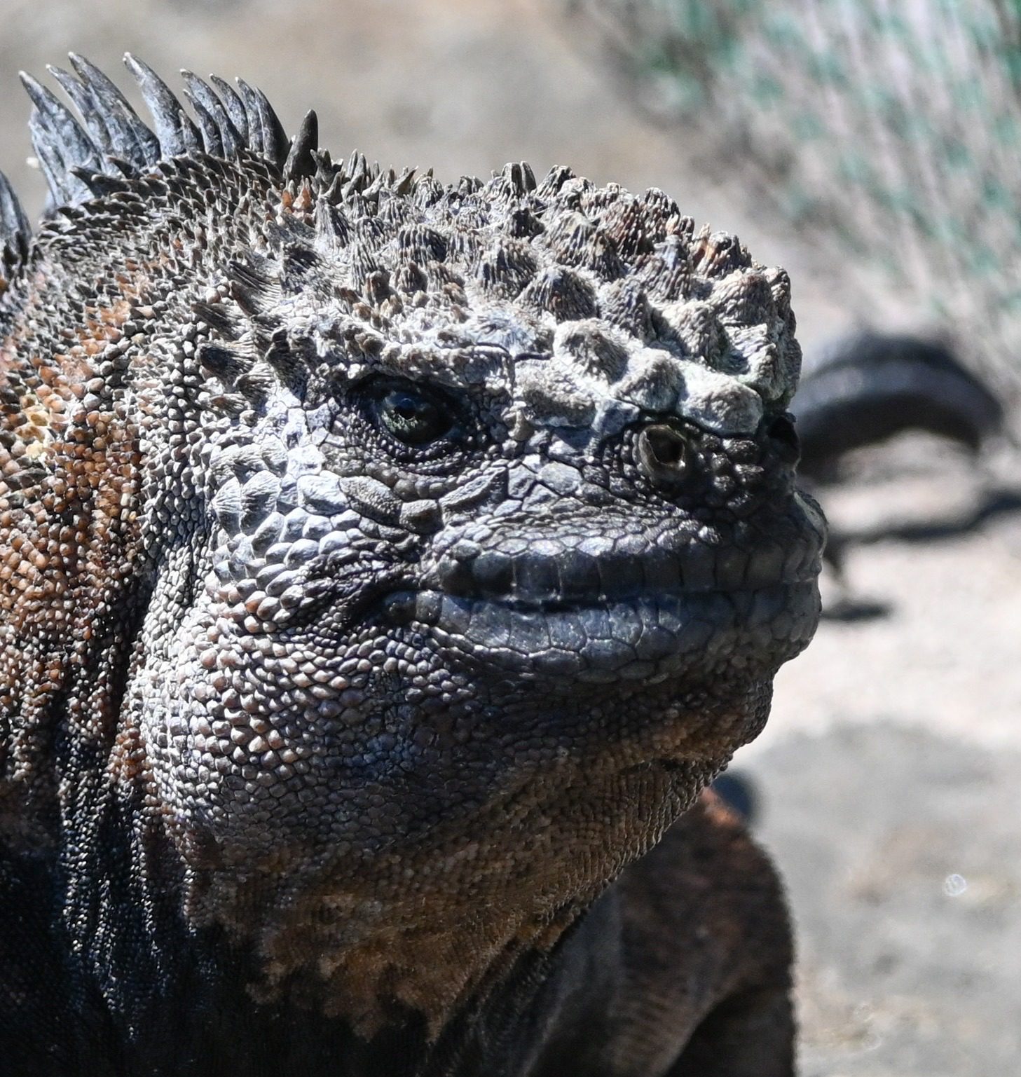 Nov 23, Galapagos Islands :Marine Iguana