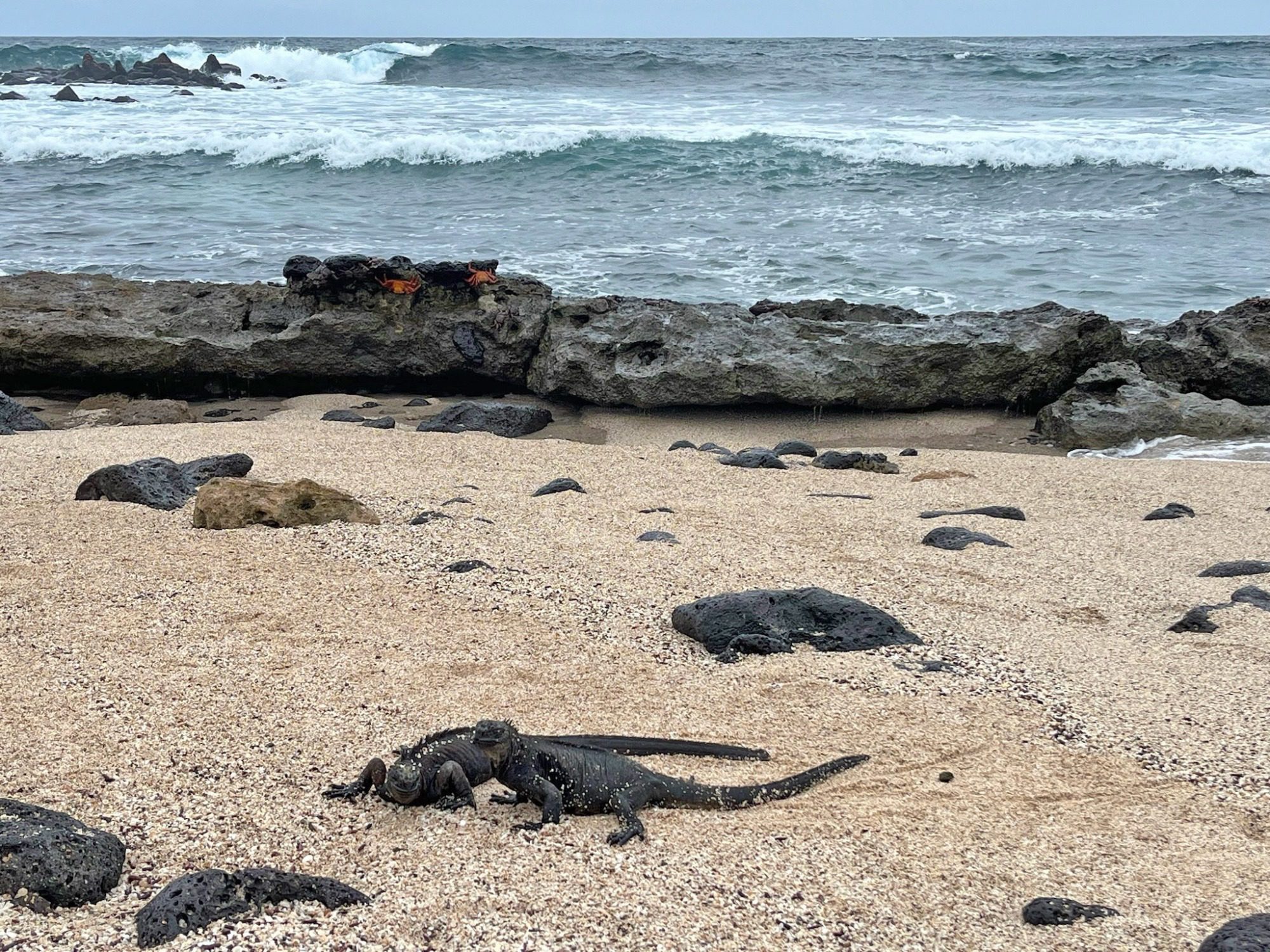 Nov 23, Galapagos Islands :Marine Iguana