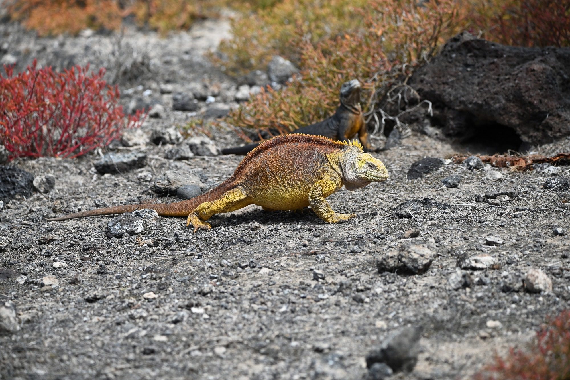 Nov 2023, The Galapagos Islands, South Plaza Yellow Land Iguana