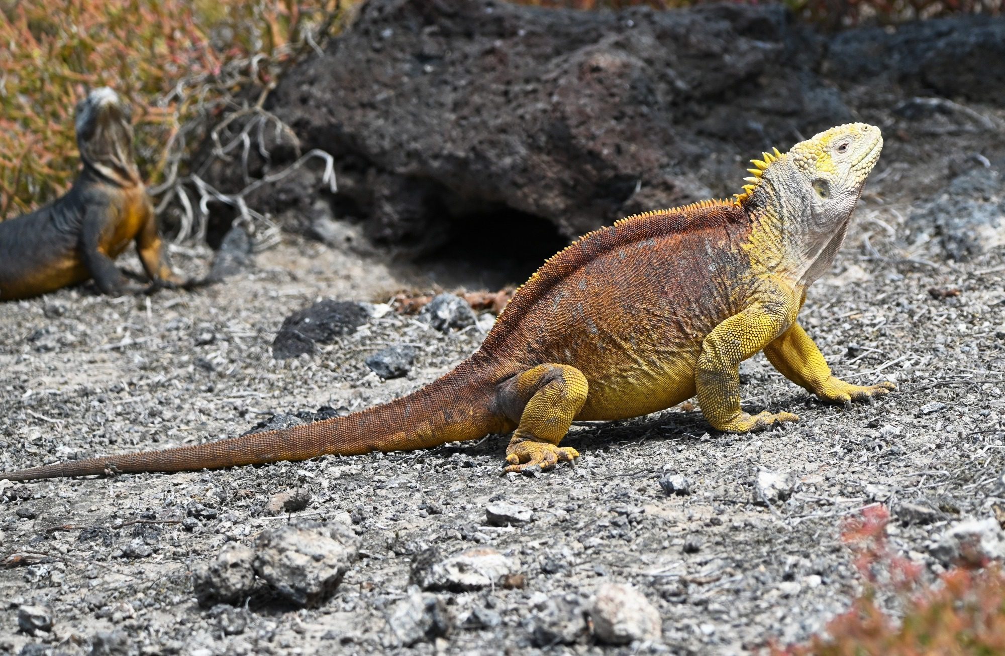Nov 2023, The Galapagos Islands, South Plaza Yellow Land Iguana