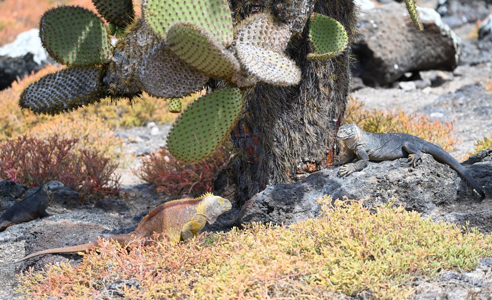 Nov 2023, The Galapagos Islands, South Plaza Yellow Land Iguana
