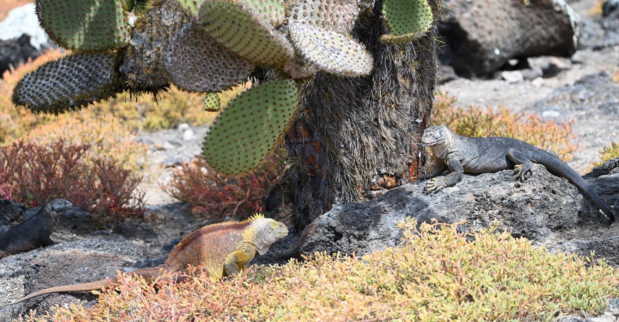 Nov 2023, The Galapagos Islands, South Plaza Yellow Land Iguana