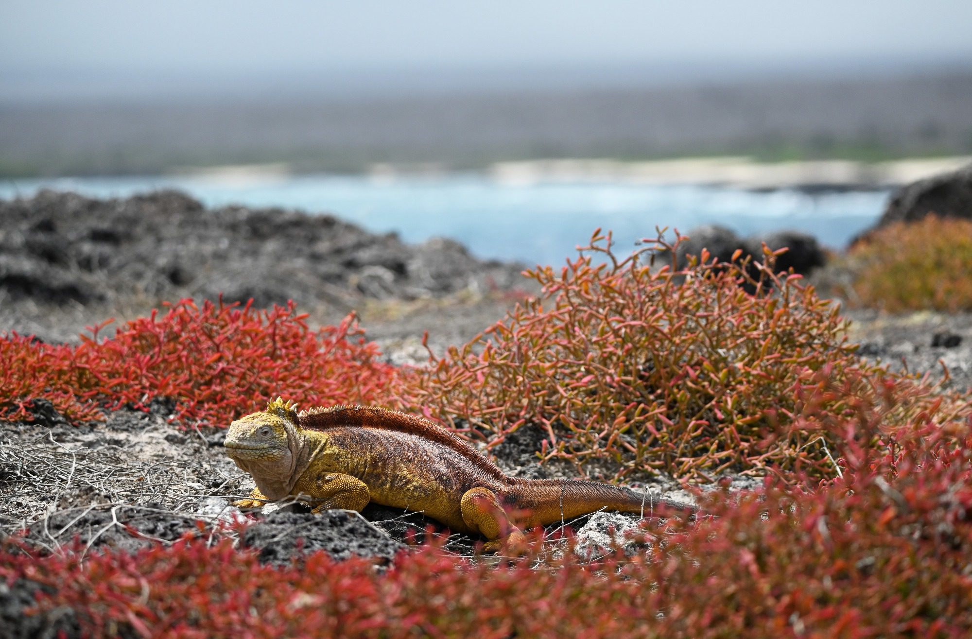 Nov 2023, The Galapagos Islands, South Plaza Yellow Land Iguana