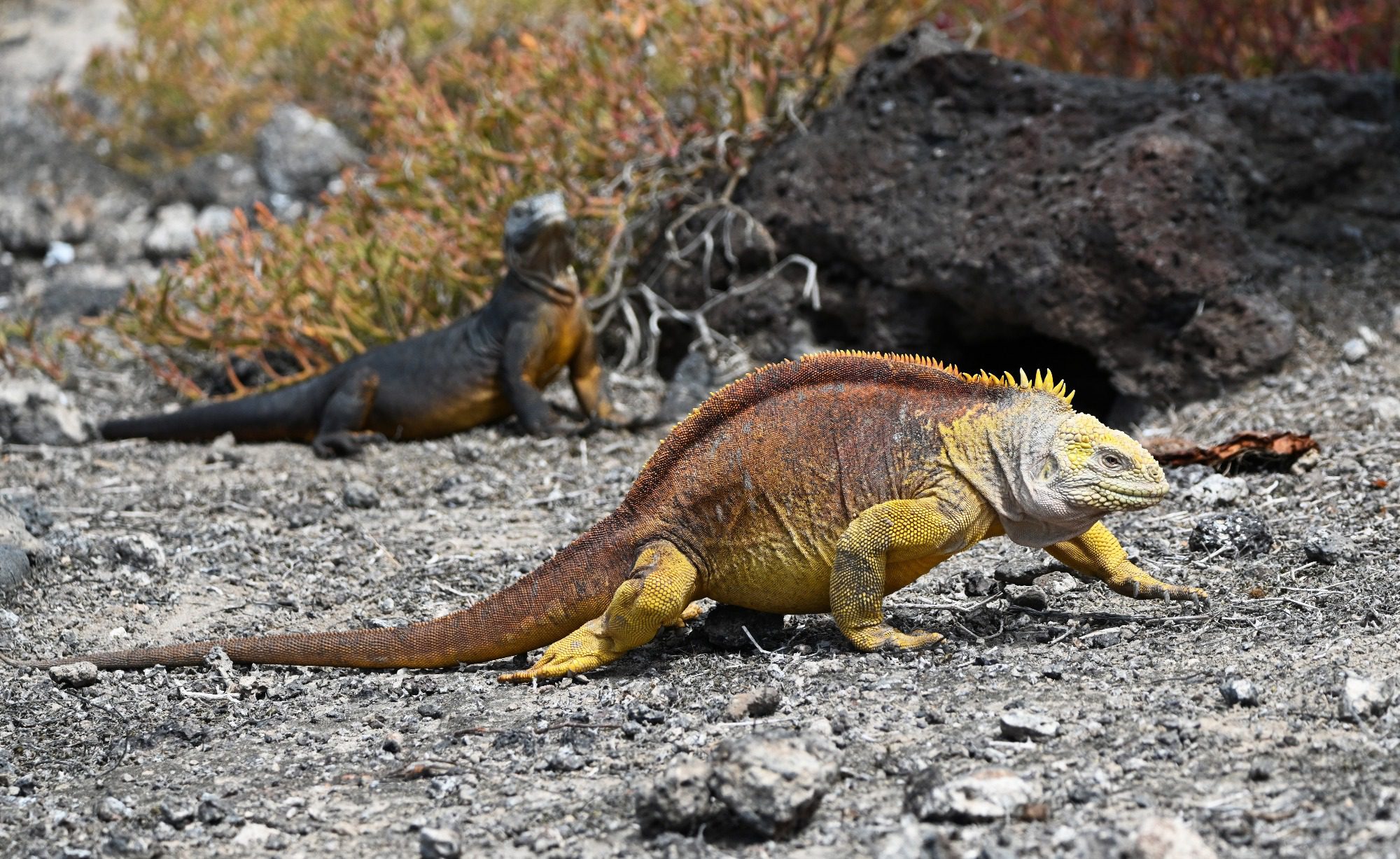 Nov 2023, The Galapagos Islands, South Plaza Yellow Land Iguana