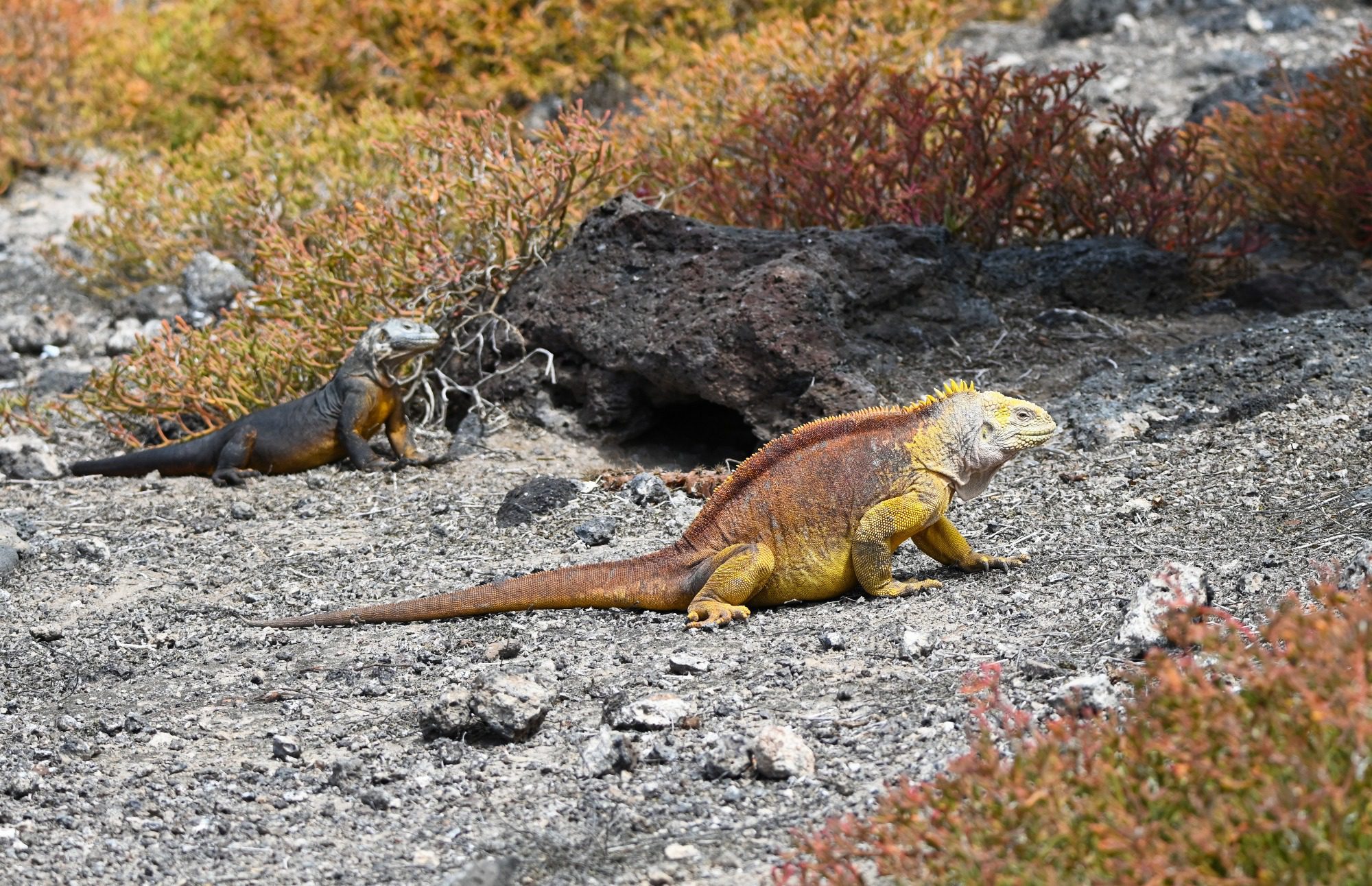 Nov 2023, The Galapagos Islands, South Plaza Yellow Land Iguana
