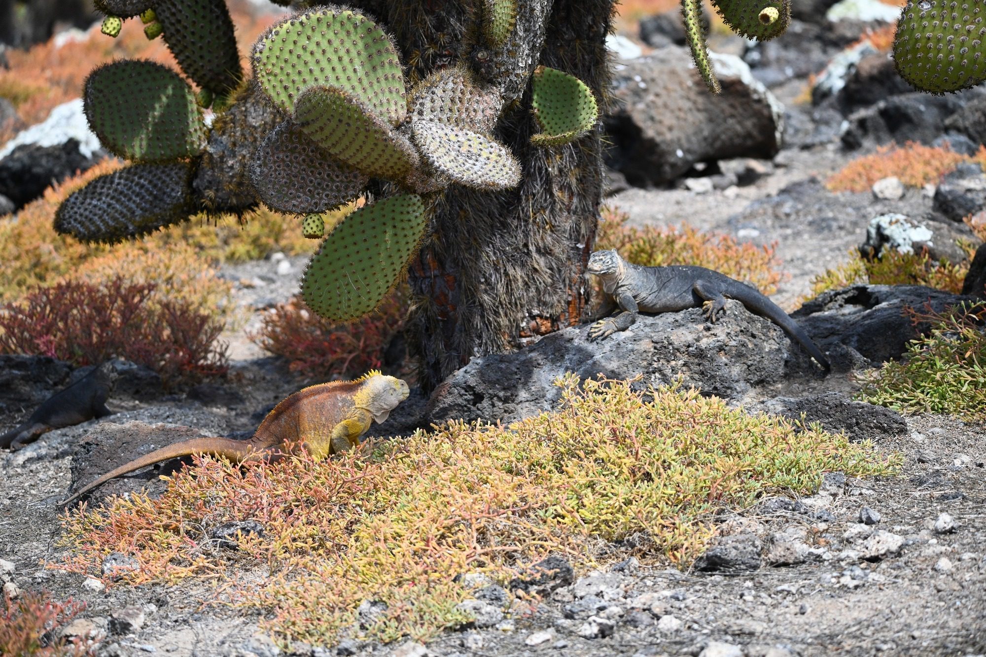 Nov 2023, The Galapagos Islands, South Plaza Yellow Land Iguana