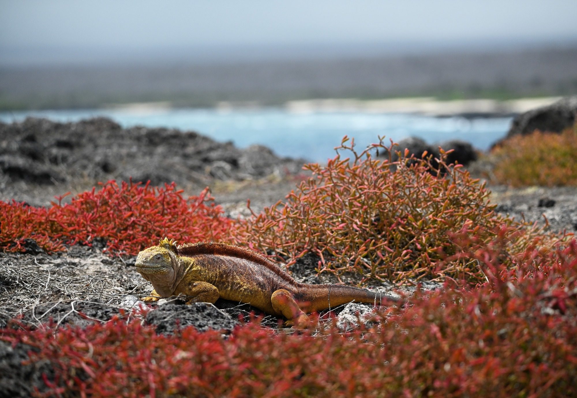 Nov 2023, The Galapagos Islands, South Plaza Yellow Land Iguana