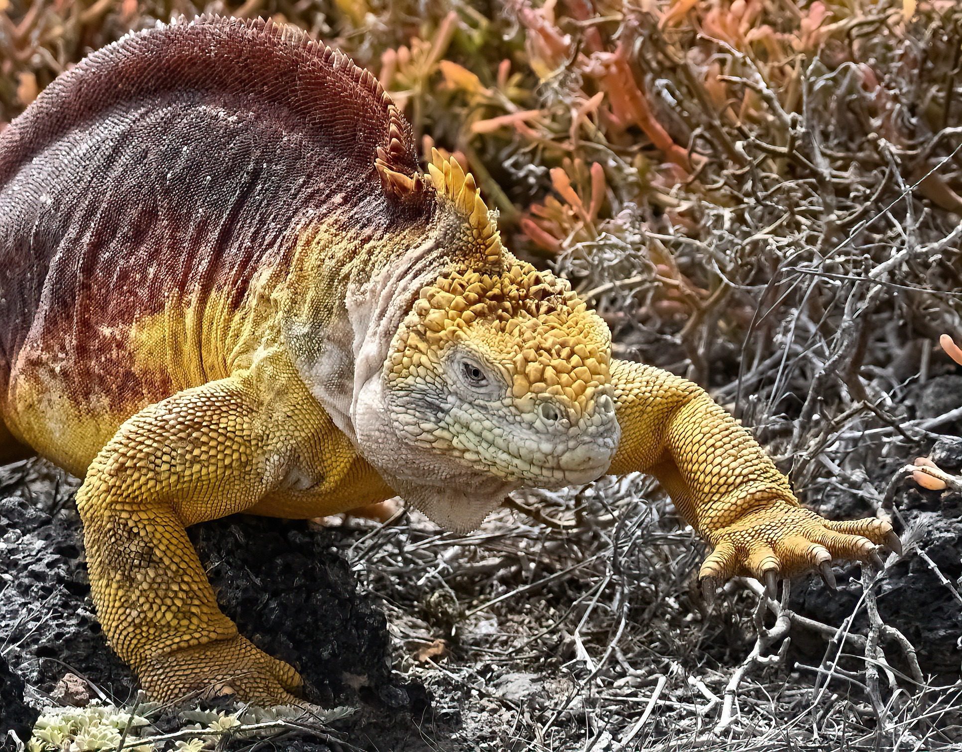 Nov 2023, The Galapagos Islands, South Plaza Yellow Land Iguana