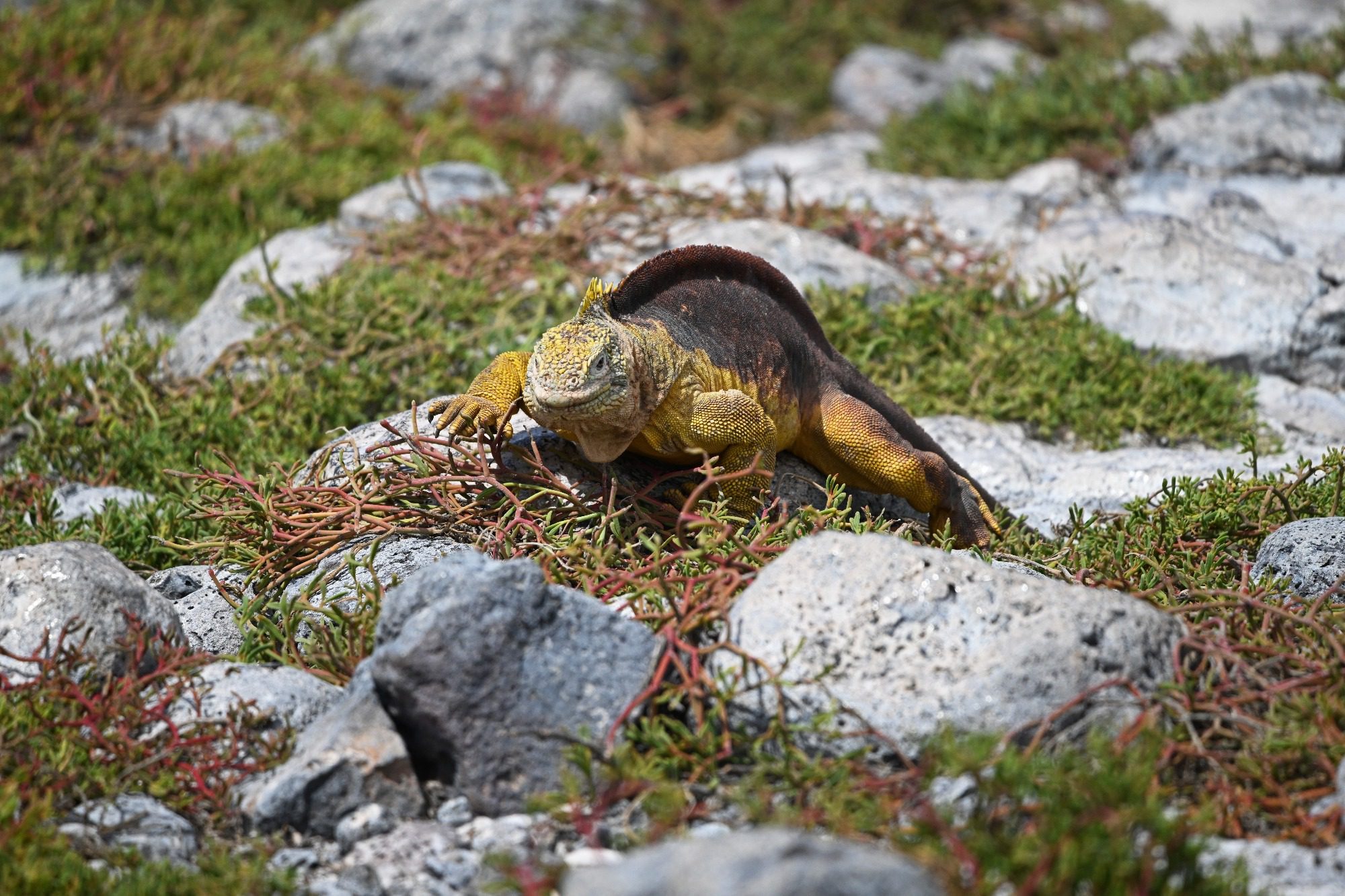 Nov 2023, The Galapagos Islands, South Plaza Yellow Land Iguana