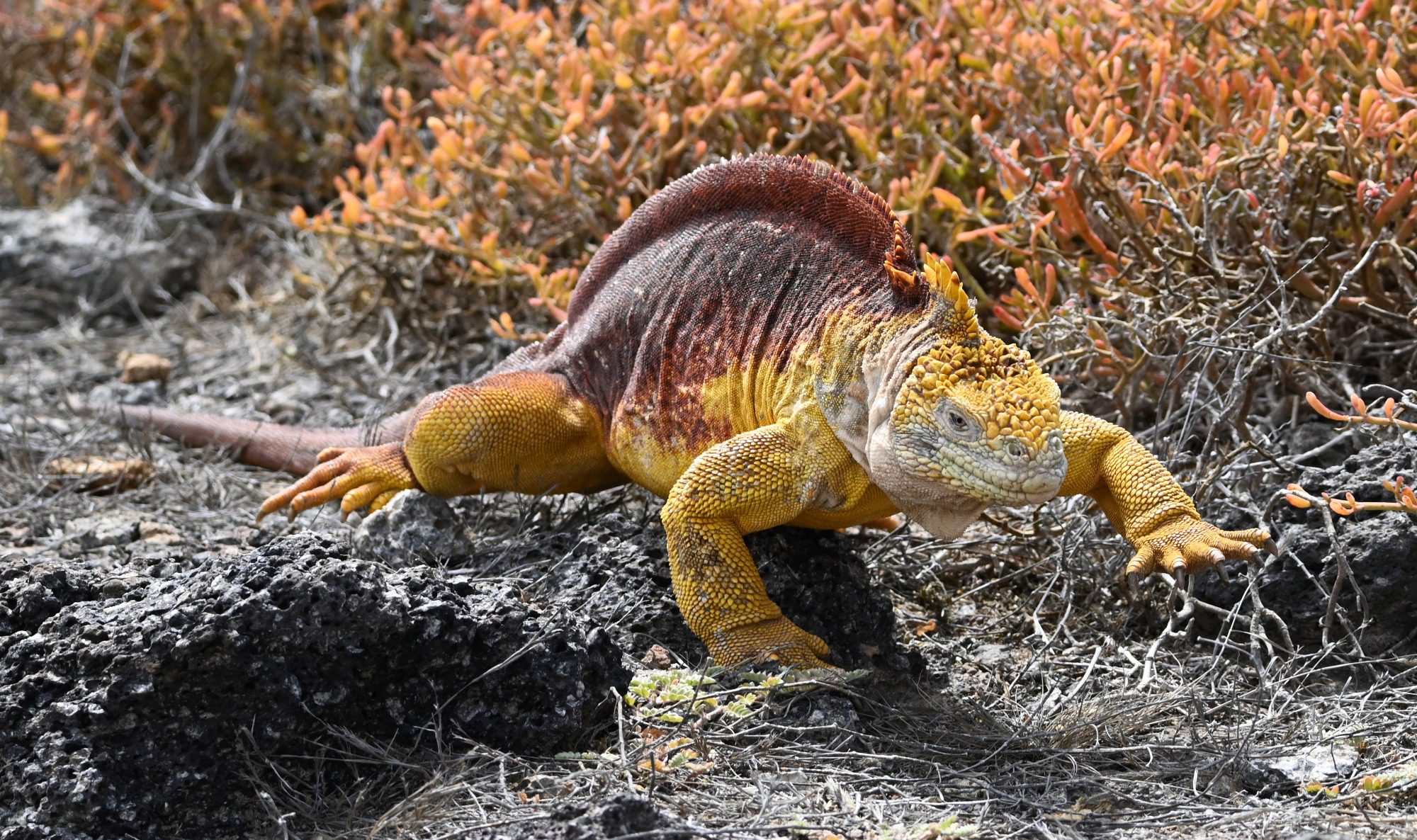 Nov 2023, The Galapagos Islands, South Plaza Yellow Land Iguana