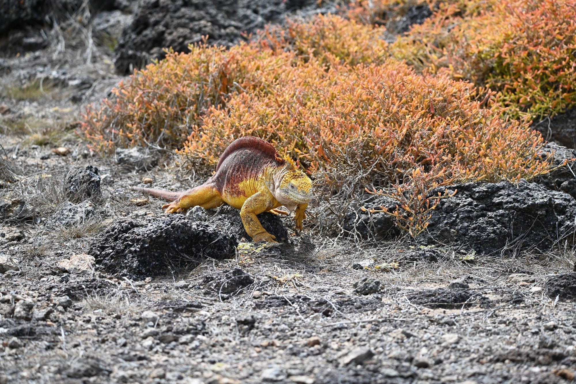 Nov 2023, The Galapagos Islands, South Plaza Yellow Land Iguana