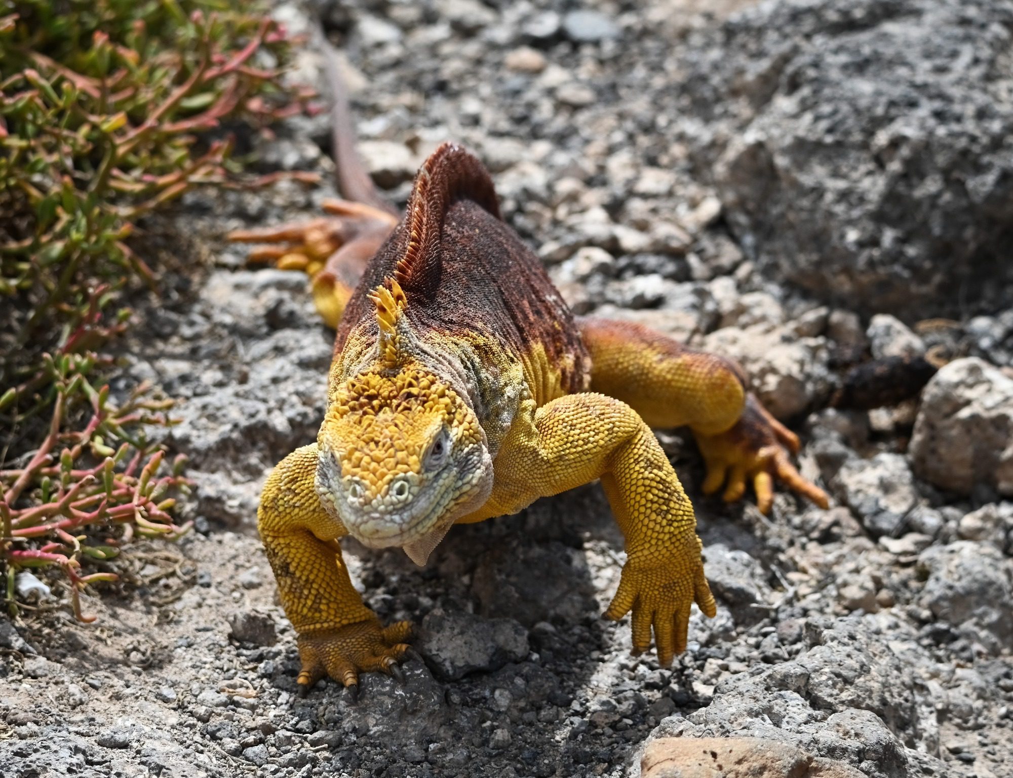 Nov 2023, The Galapagos Islands, South Plaza Yellow Land Iguana