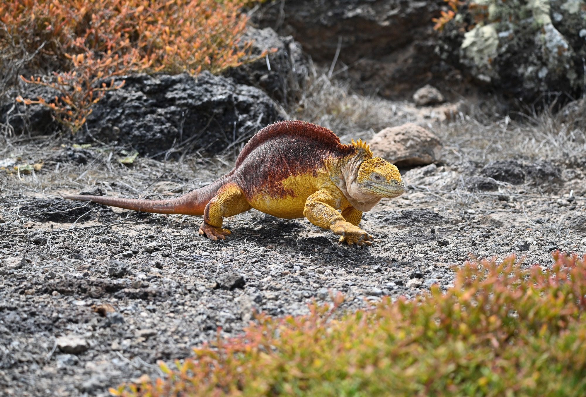 Nov 2023, The Galapagos Islands, South Plaza Yellow Land Iguana