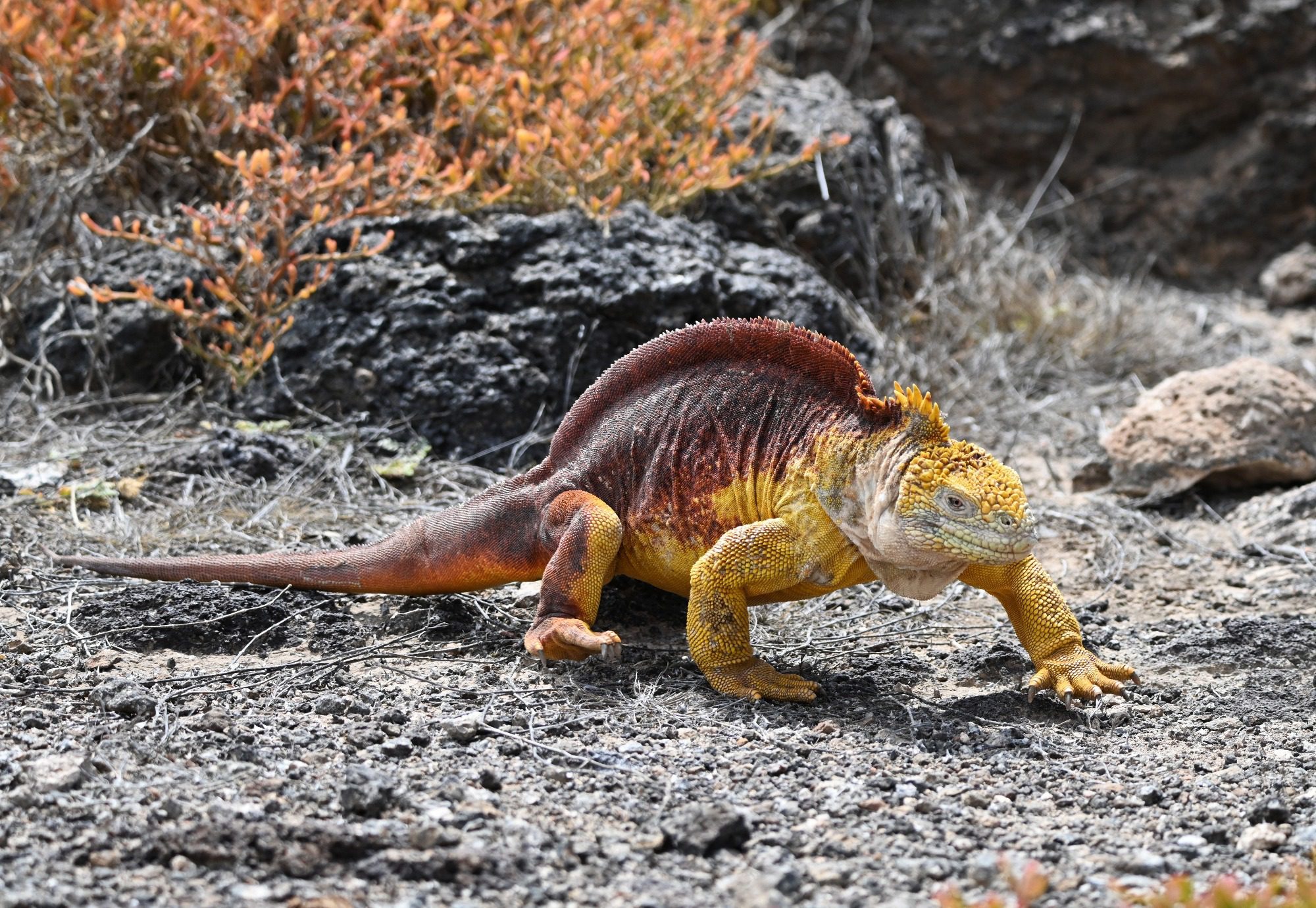 Nov 2023, The Galapagos Islands, South Plaza Yellow Land Iguana