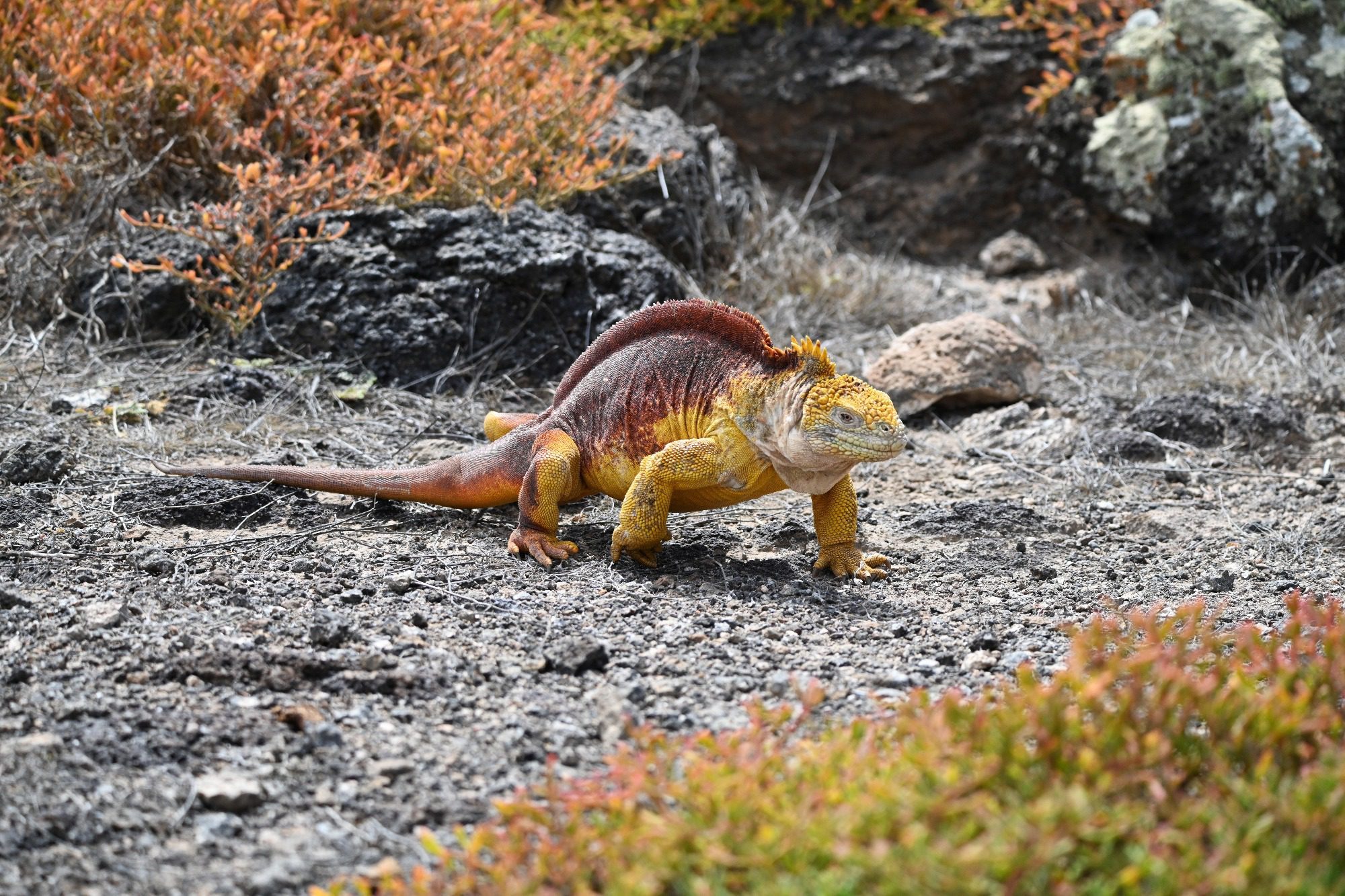 Nov 2023, The Galapagos Islands, South Plaza Yellow Land Iguana
