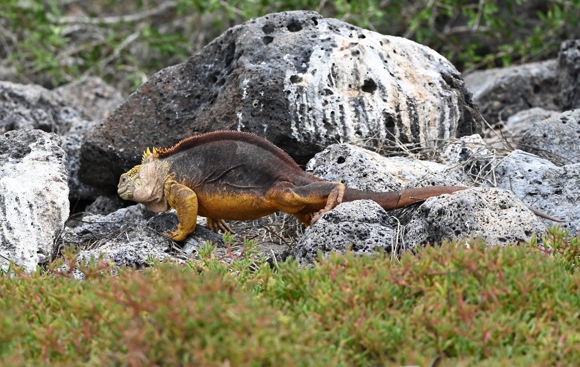 Nov 2023, The Galapagos Islands, South Plaza Yellow Land Iguana