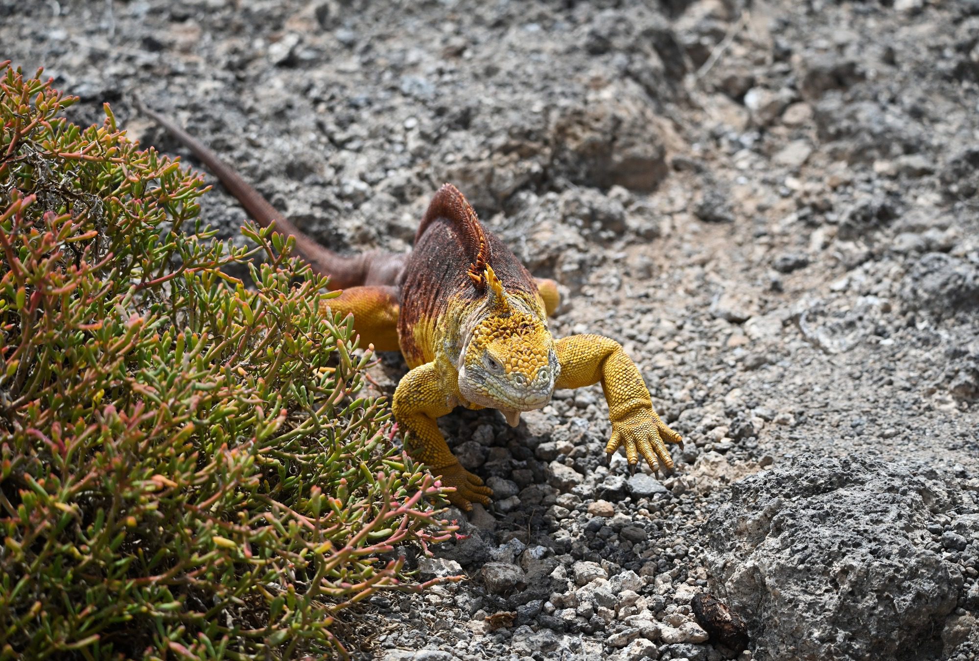 Nov 2023, The Galapagos Islands, South Plaza Yellow Land Iguana