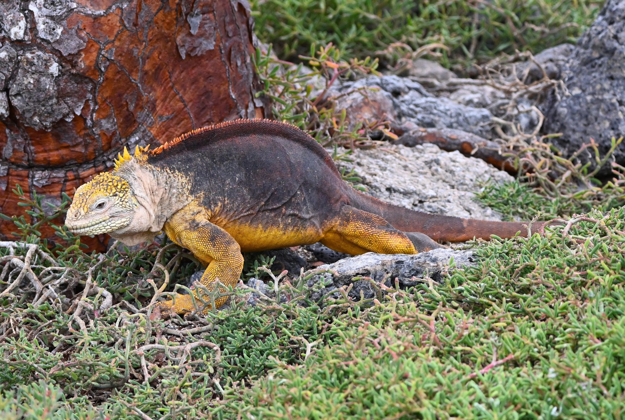 Nov 2023, The Galapagos Islands, South Plaza Yellow Land Iguana