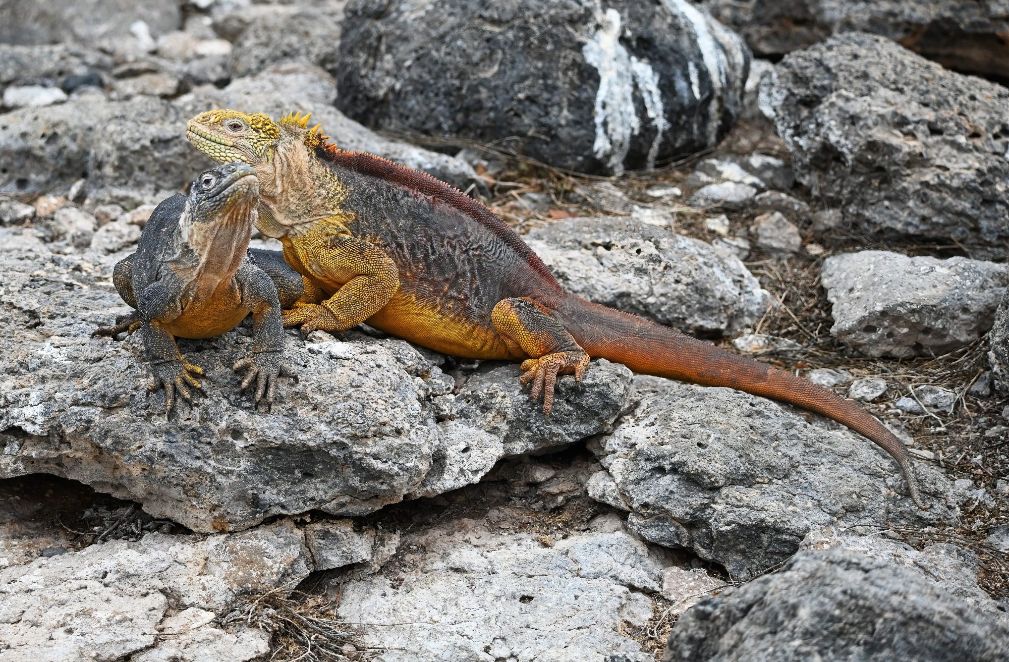 Nov 2023, The Galapagos Islands, South Plaza Yellow Land Iguana