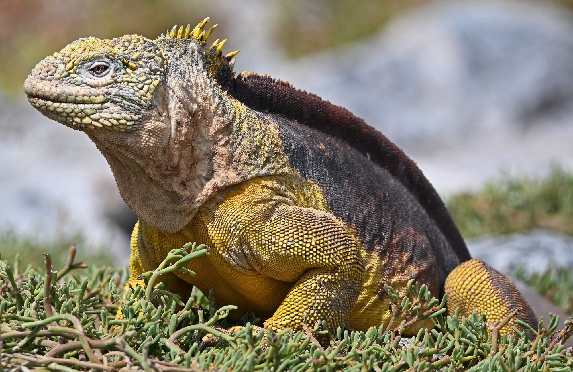 Nov 2023, The Galapagos Islands, South Plaza Yellow Land Iguana