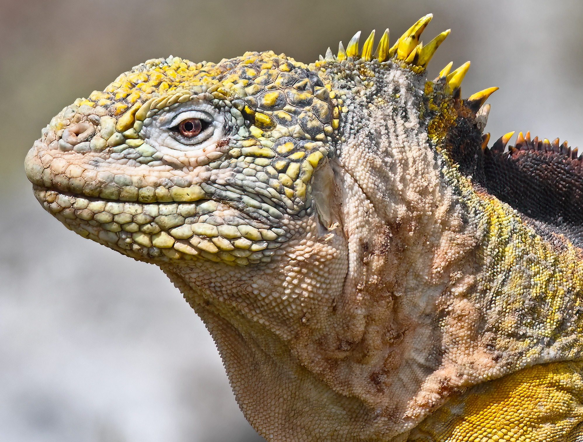 Nov 2023, The Galapagos Islands, South Plaza Yellow Land Iguana