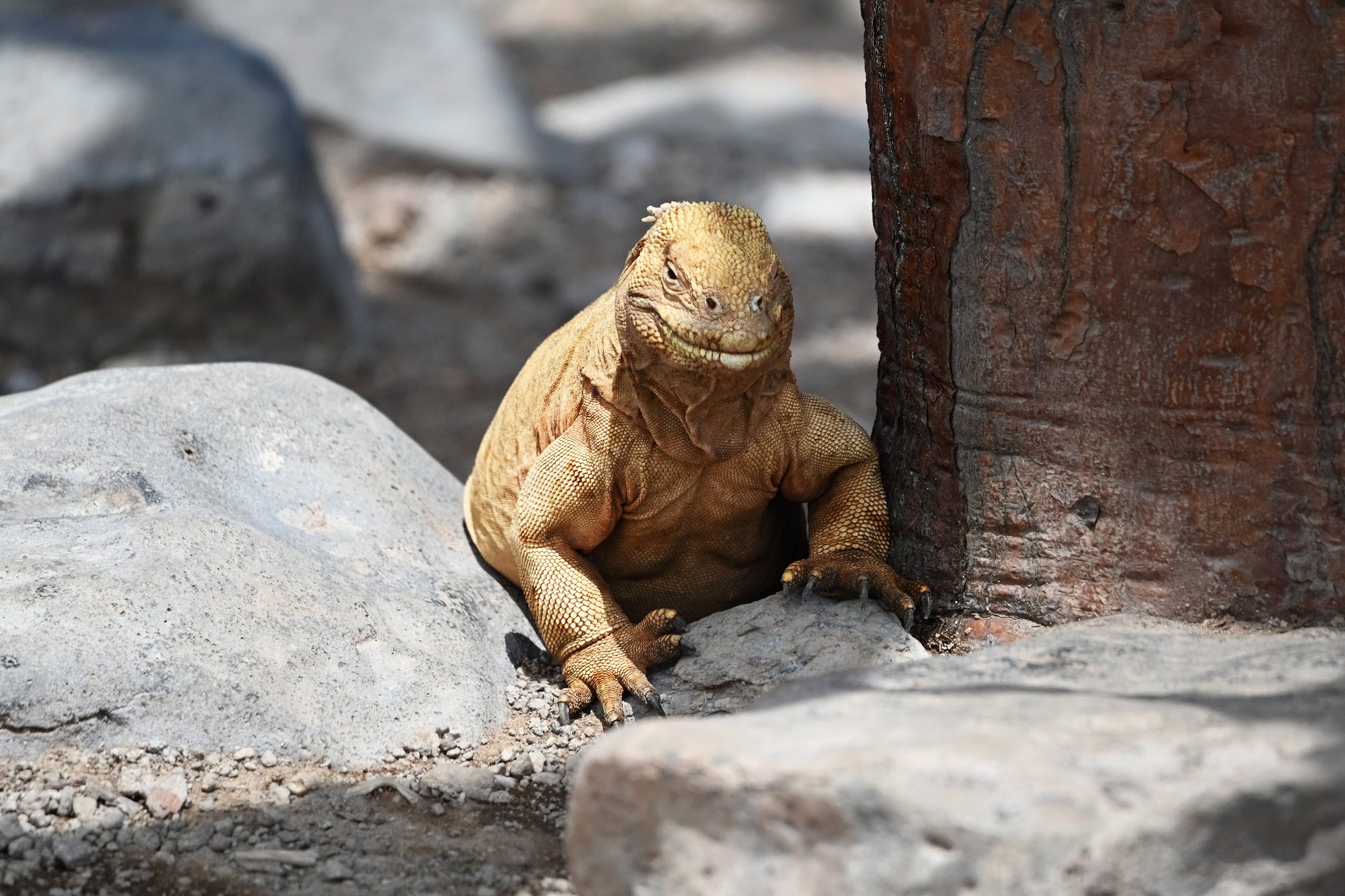 Nov 2023 : Santa Fe Land Iguana