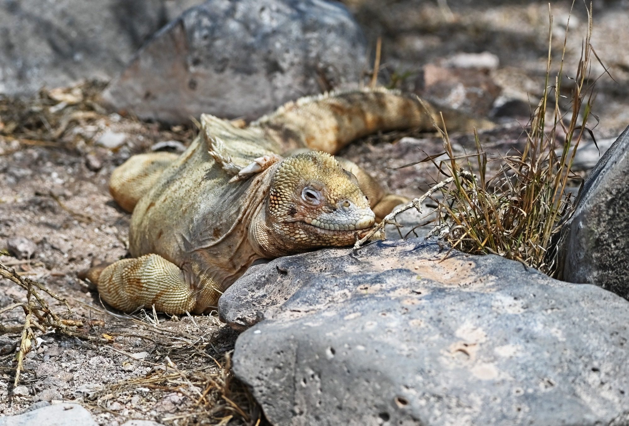 Nov 2023 : Santa Fe Land Iguana