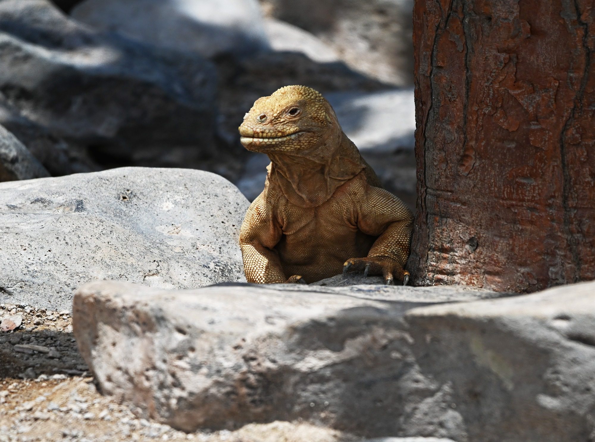 Nov 2023 : Santa Fe Land Iguana