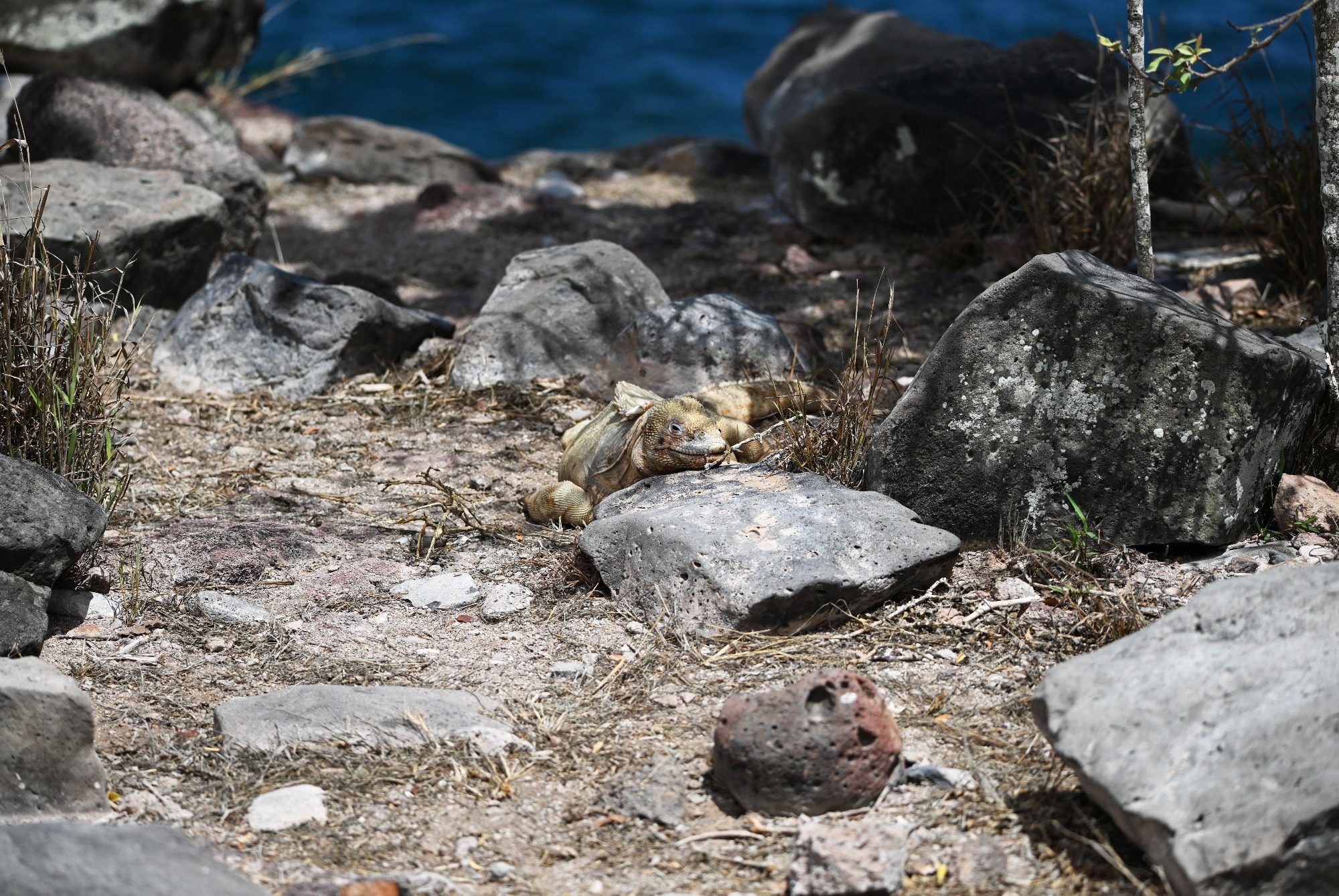 Nov 2023 : Santa Fe Land Iguana