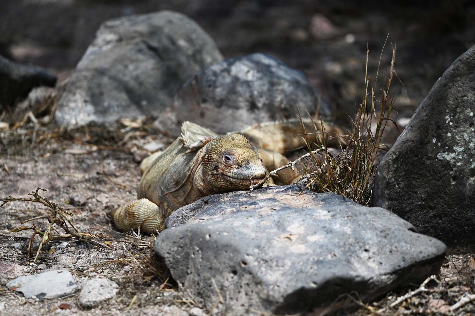Nov 2023 : Santa Fe Land Iguana