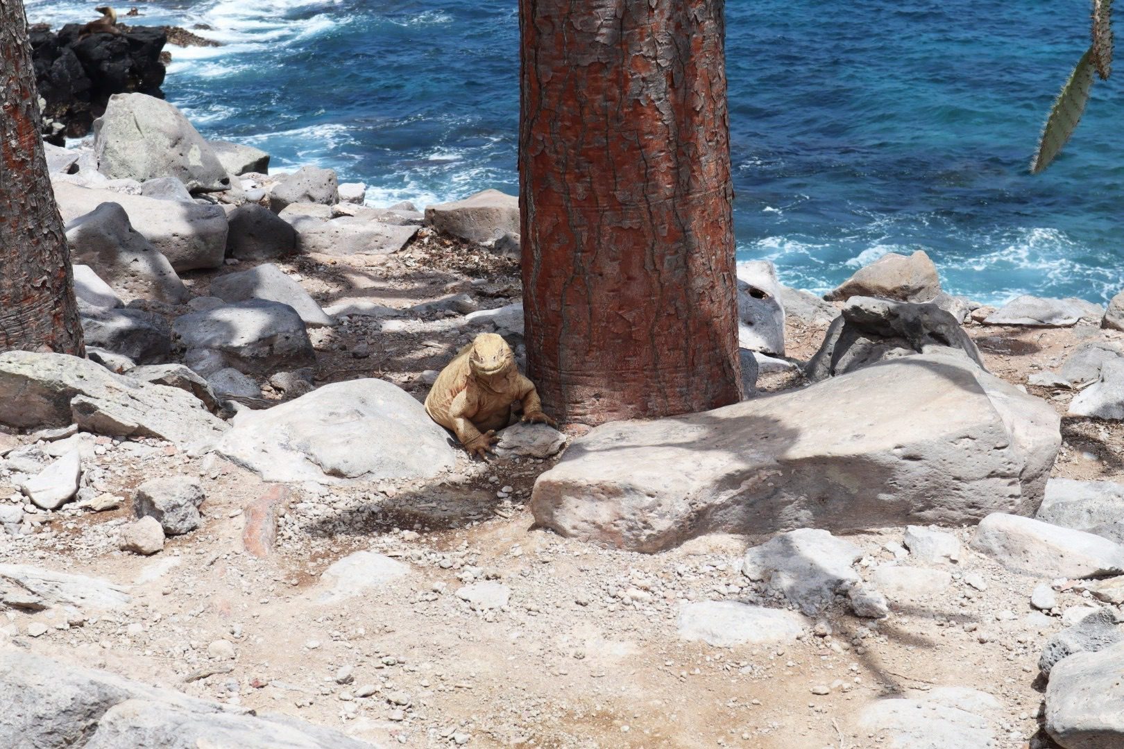 Nov 2023 : Santa Fe Land Iguana