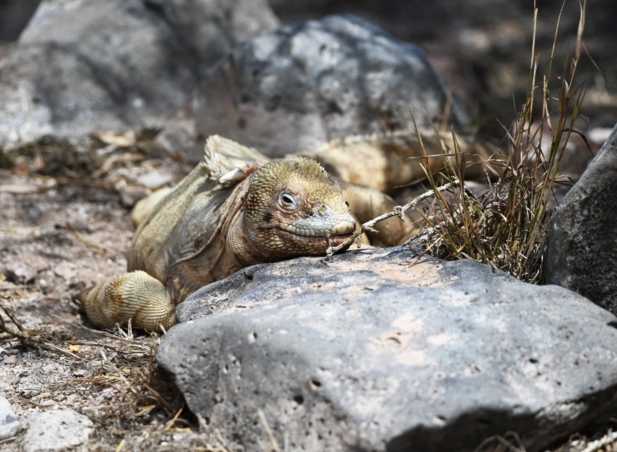 Nov 2023 : Santa Fe Land Iguana