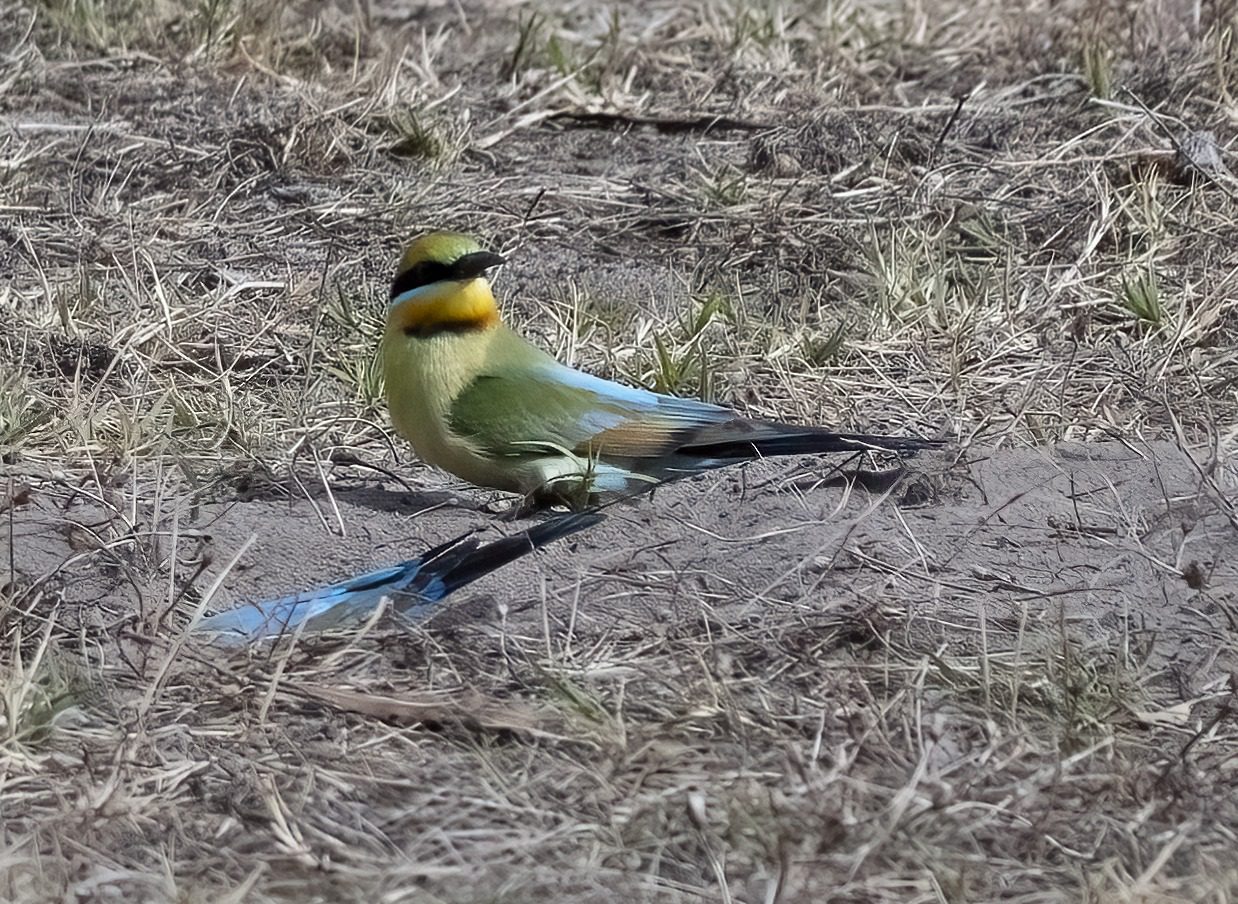 November 2022 , Perth Australia - Bee Eater