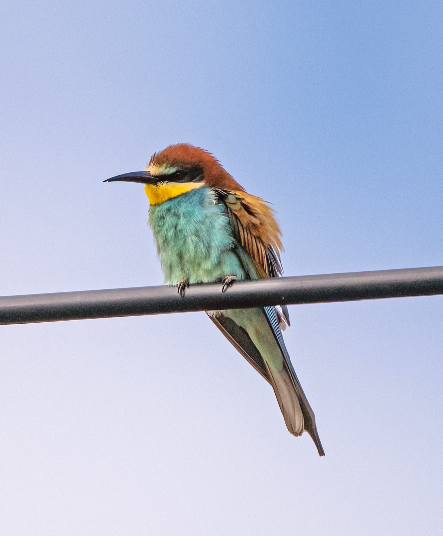May 2023 , Spain - Bee Eater