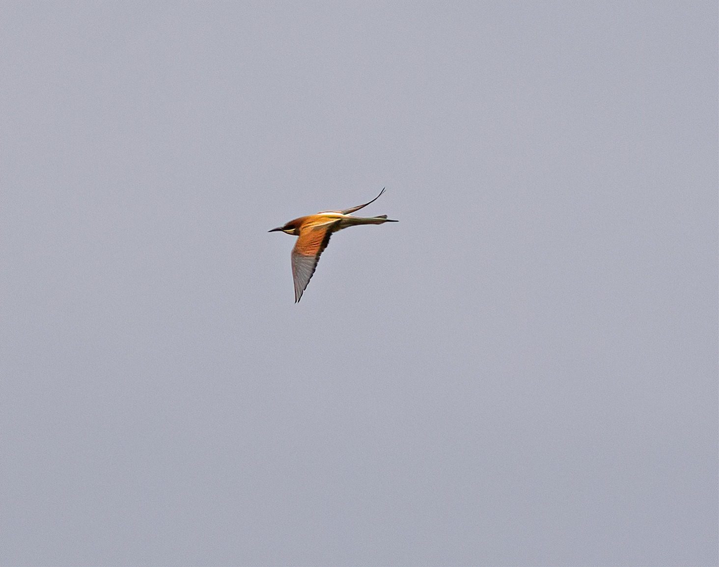 May 2023 , Spain - Bee Eater