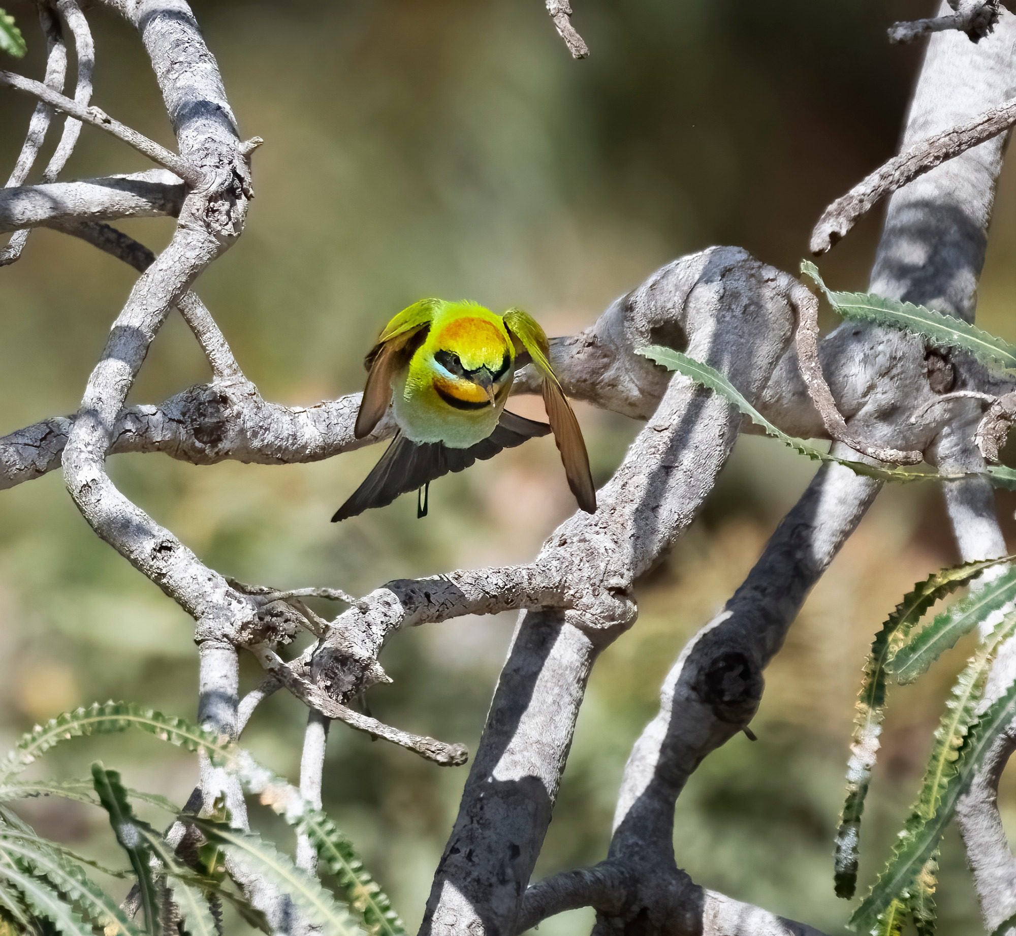 November 2022 , Perth Australia - Bee Eater