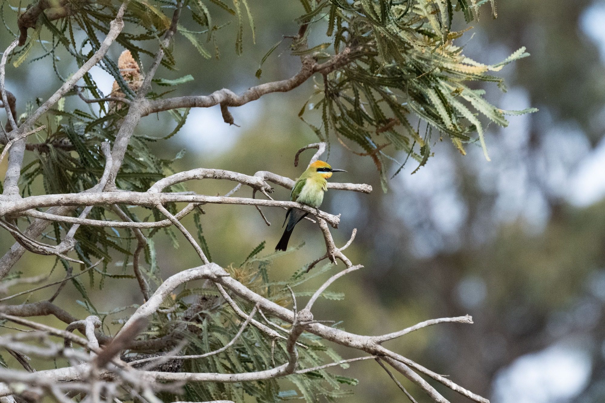 November 2022 , Perth Australia - Bee Eater
