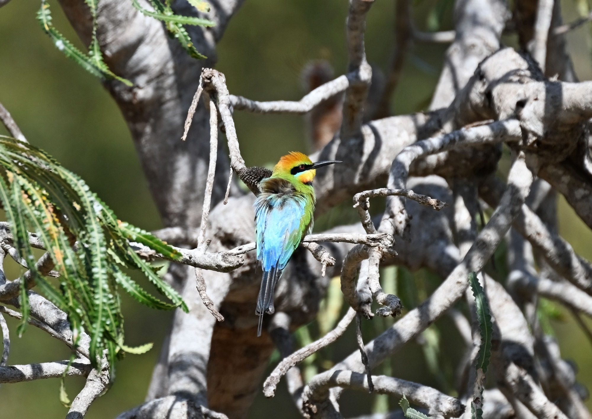 November 2022 , Perth Australia - Bee Eater