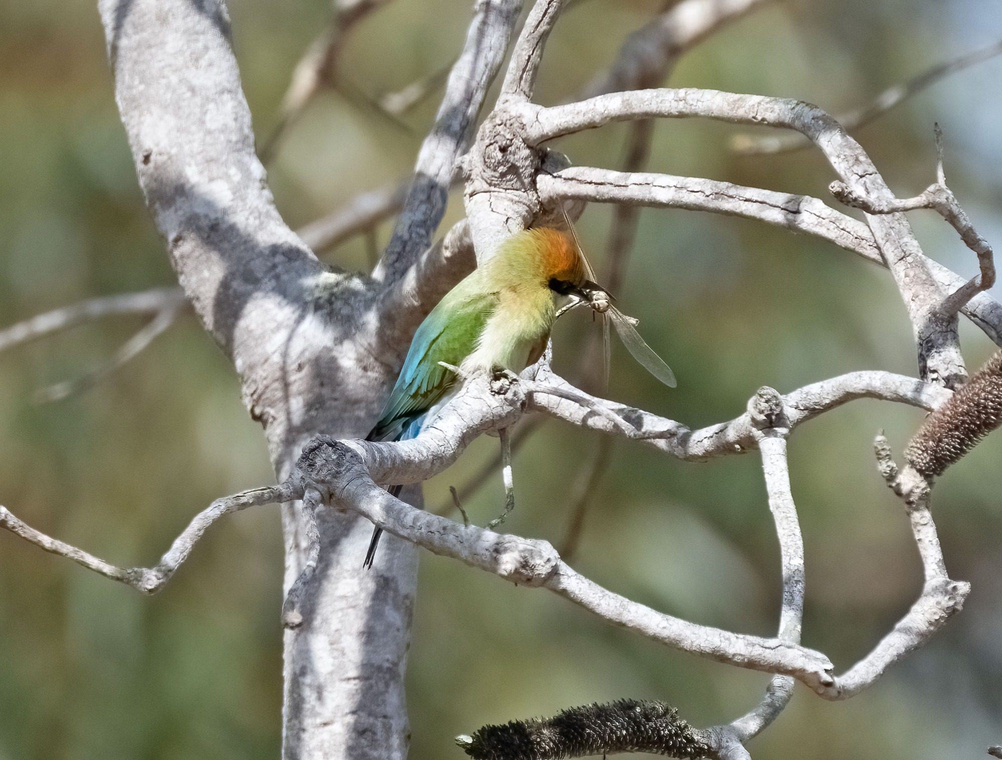 November 2022 , Perth Australia - Bee Eater
