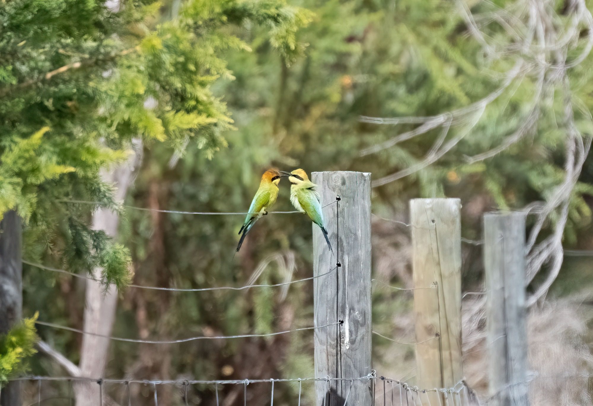 November 2022 , Perth Australia - Bee Eater