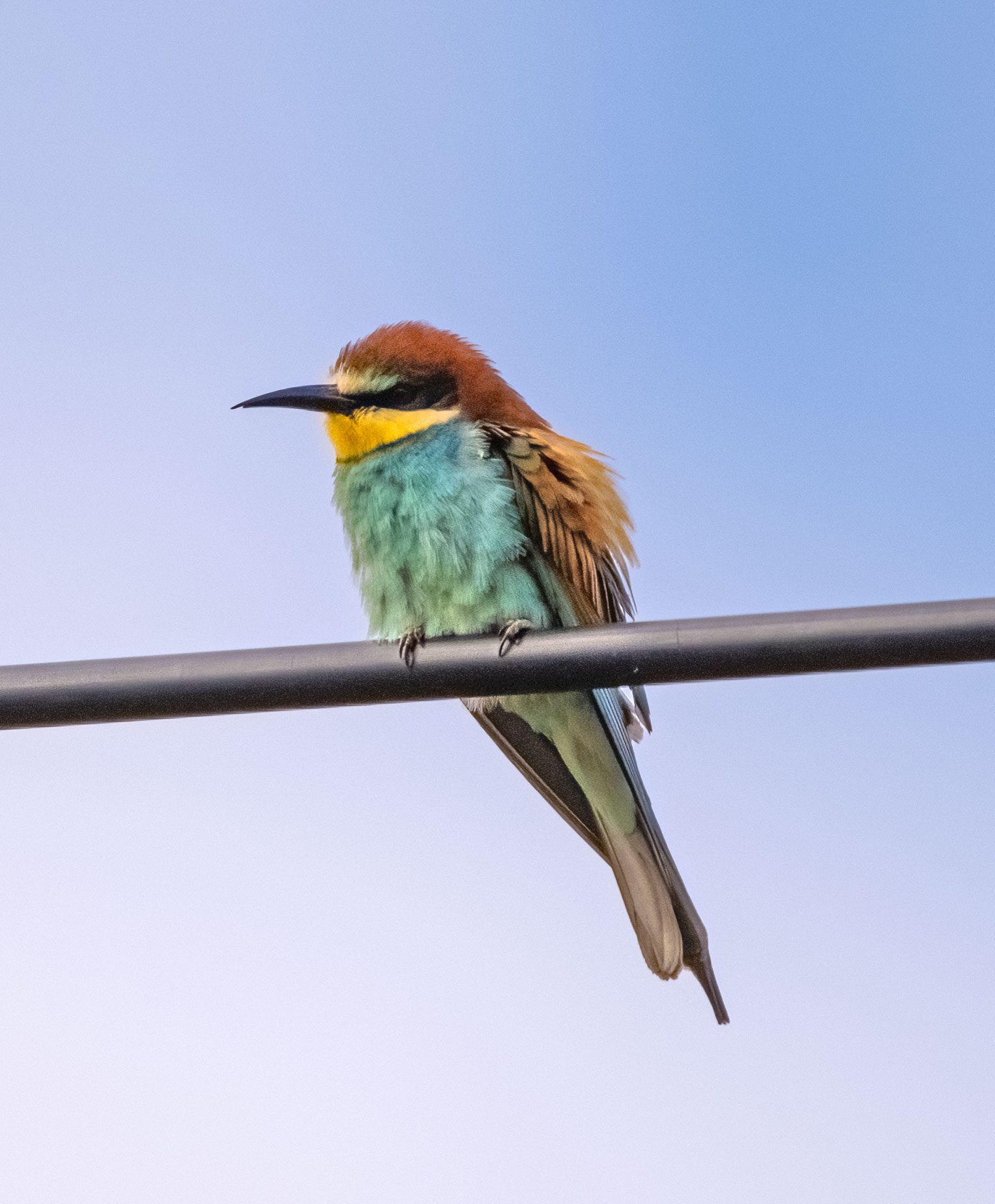 May 2023 , Spain - Bee Eater